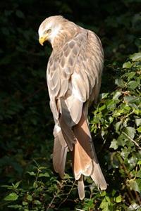 Red Kite