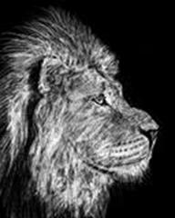 Engraving portrait of Asiatic lion